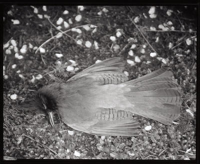 Stellar Jay