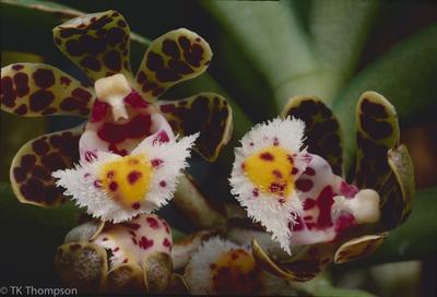 Gastrochilus bellinus