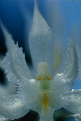 Kefersteinia species