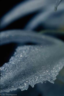 Kefersteiniaria sp. (detail)