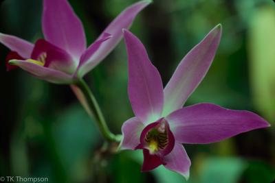 Laelia anceps