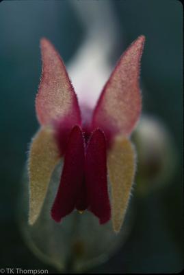 Lepanthese turialvae