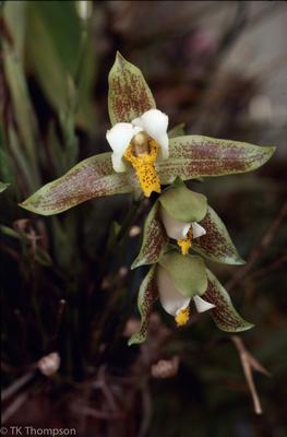 Lycaste deppei