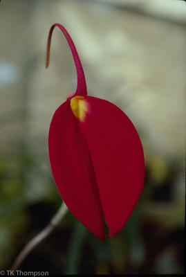 Masdevallia coccinea