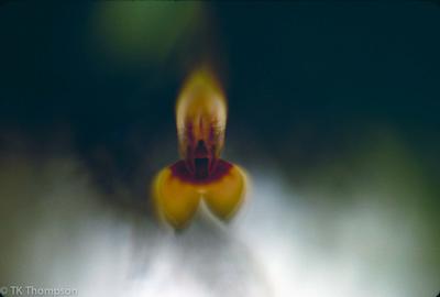 Masdevallia in situ