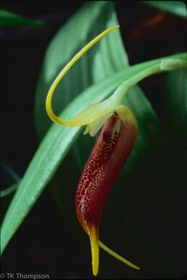 Masdevallia stenorhynchus