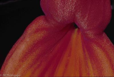 Masdevallia veitchiana