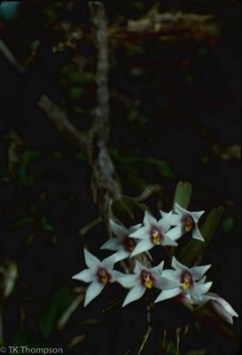 Maxillaria in situ, Costa Rica