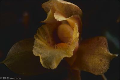 Maxillaria species