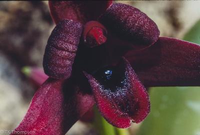 Maxillaria variabilis