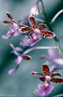 Oerstedella pseudoschumanniana