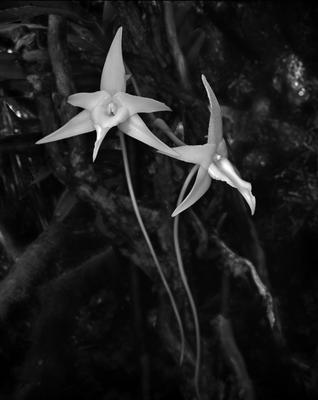 "Darwin's orchid", Angraecum sesquipedale