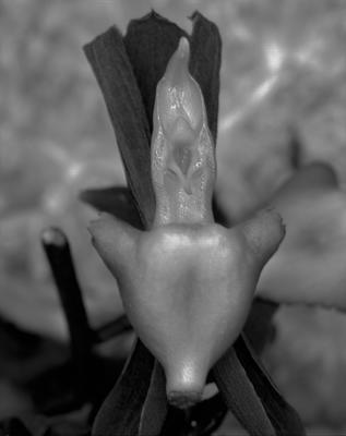 Catesetum tenebrosa