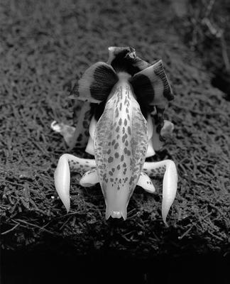 Stanhopea flower