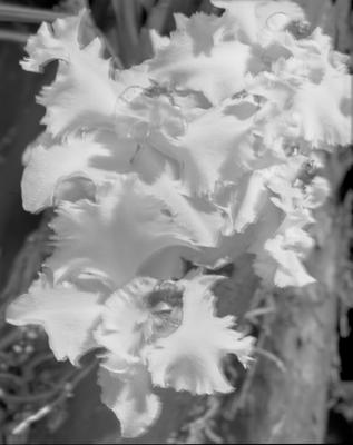 Odontoglossum crispum