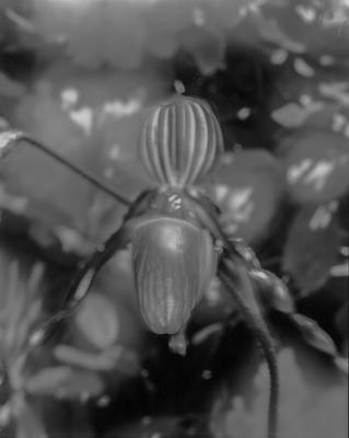 Paphiopedilum praestans