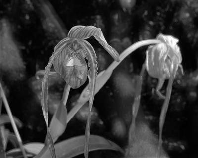 Phragmipedium caudatum
