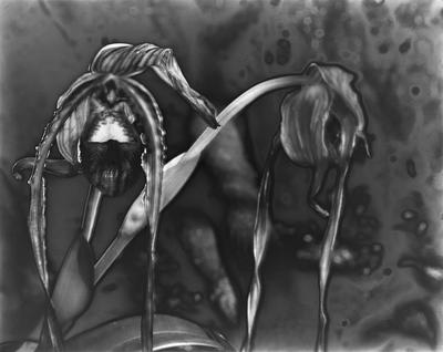 Phragmipedium
