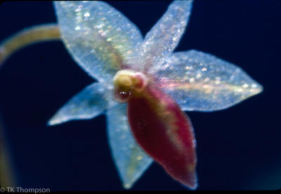 Platystele species
