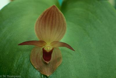 Pleurothallis cardiothallis