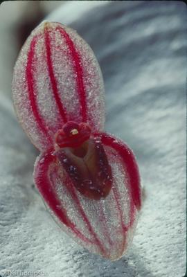 Pleurothallis matudae