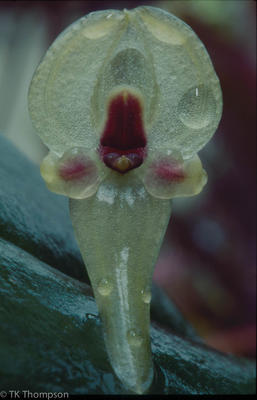 Pleurothallis scurrula
