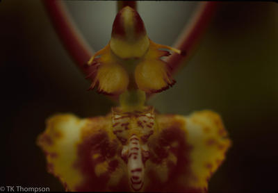 Psychopsis papilio