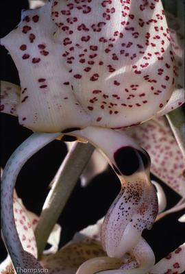 Stanhopea gibbosa