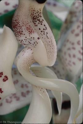Stanhopea gibbosa