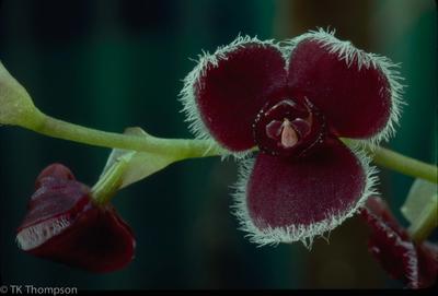 Stelis cilolata