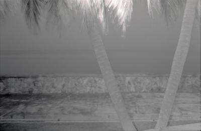 Two Palms, Borneo
