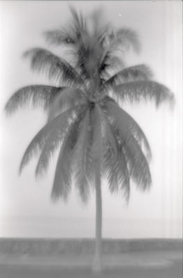 Palm, Borneo