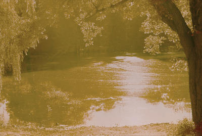 Golden Summer, Roslyn, NY