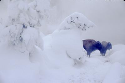 Bison in Winter