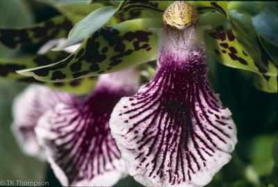 Zygopetalum intermedium